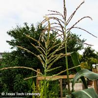 Zea mays (Corn)