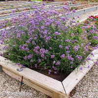 Verbena bonariensis (Purpletop Verbena)