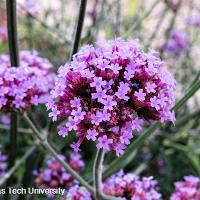 Verbena bonariensis (Purpletop Verbena)