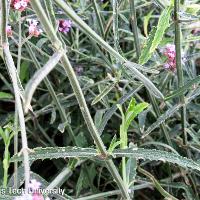 Verbena bonariensis (Purpletop Verbena)