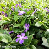 Vinca major (Vinca)