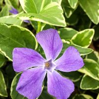 Vinca major (Vinca)