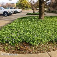 Vinca major (Vinca)