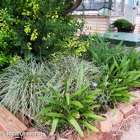 Ophiopogon japonicus (Monkeygrass)