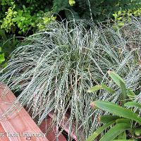 Ophiopogon japonicus (Monkeygrass)