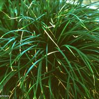 Ophiopogon japonicus (Monkeygrass)