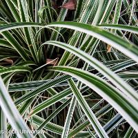 Ophiopogon japonicus (Monkeygrass)