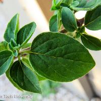 Origanum vulgare (Oregano)