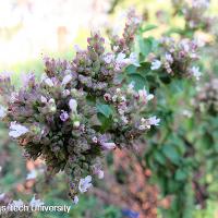 Origanum vulgare (Oregano)