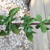 Origanum vulgare (Oregano)