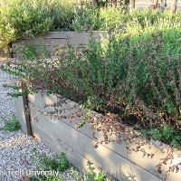 Origanum vulgare (Oregano)