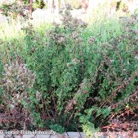 Origanum vulgare (Oregano)