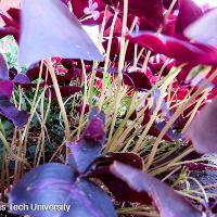 Oxalis regnellii var. triangularis (Purple Shamrocks)