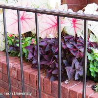 Oxalis regnellii var. triangularis (Purple Shamrocks)