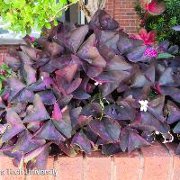 Oxalis regnellii var. triangularis (Purple Shamrocks)