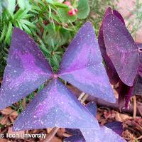 Oxalis regnellii var. triangularis (Purple Shamrocks)