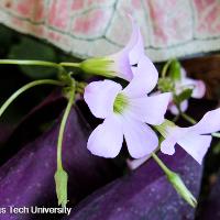 Oxalis regnellii var. triangularis (Purple Shamrocks)