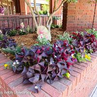 Oxalis regnellii var. triangularis (Purple Shamrocks)