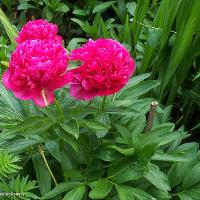 Paeonia hybrid (European Peony)