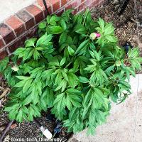 Paeonia hybrid (European Peony)