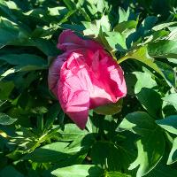 Paeonia hybrid (European Peony)