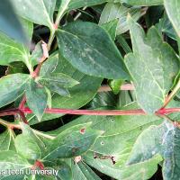Paeonia hybrid (European Peony)