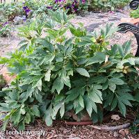 Paeonia hybrid (European Peony)