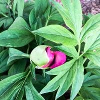 Paeonia hybrid (European Peony)