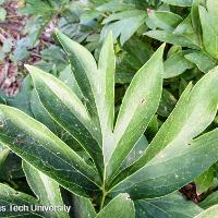 Paeonia hybrid (European Peony)