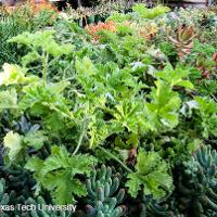 Pelargonium graveolens (Scented Geranium)