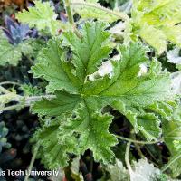 Pelargonium graveolens (Scented Geranium)