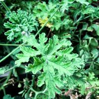 Pelargonium graveolens (Scented Geranium)