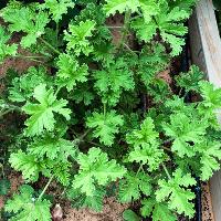 Pelargonium graveolens (Scented Geranium)