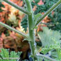 Pelargonium graveolens (Scented Geranium)