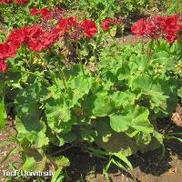 Pelargonium x hortorum (Geranium)