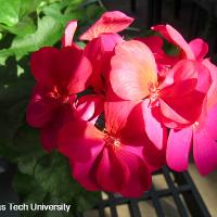 Pelargonium x hortorum (Geranium)