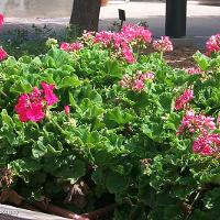 Pelargonium x hortorum (Geranium)