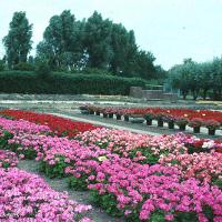 Pelargonium x hortorum (Geranium)