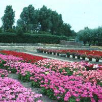 Pelargonium x hortorum (Geranium)