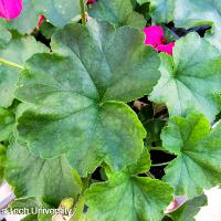 Pelargonium x hortorum (Geranium)