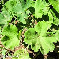 Pelargonium x hortorum (Geranium)