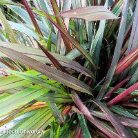 Pennisetum purpureum (Napier Grass)