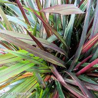 Pennisetum purpureum (Napier Grass)