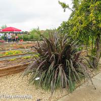 Pennisetum purpureum (Napier Grass)