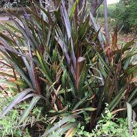 Pennisetum purpureum (Napier Grass)