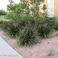 Pennisetum purpureum (Napier Grass)