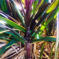 Pennisetum purpureum (Napier Grass)