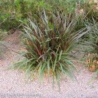 Pennisetum purpureum (Napier Grass)