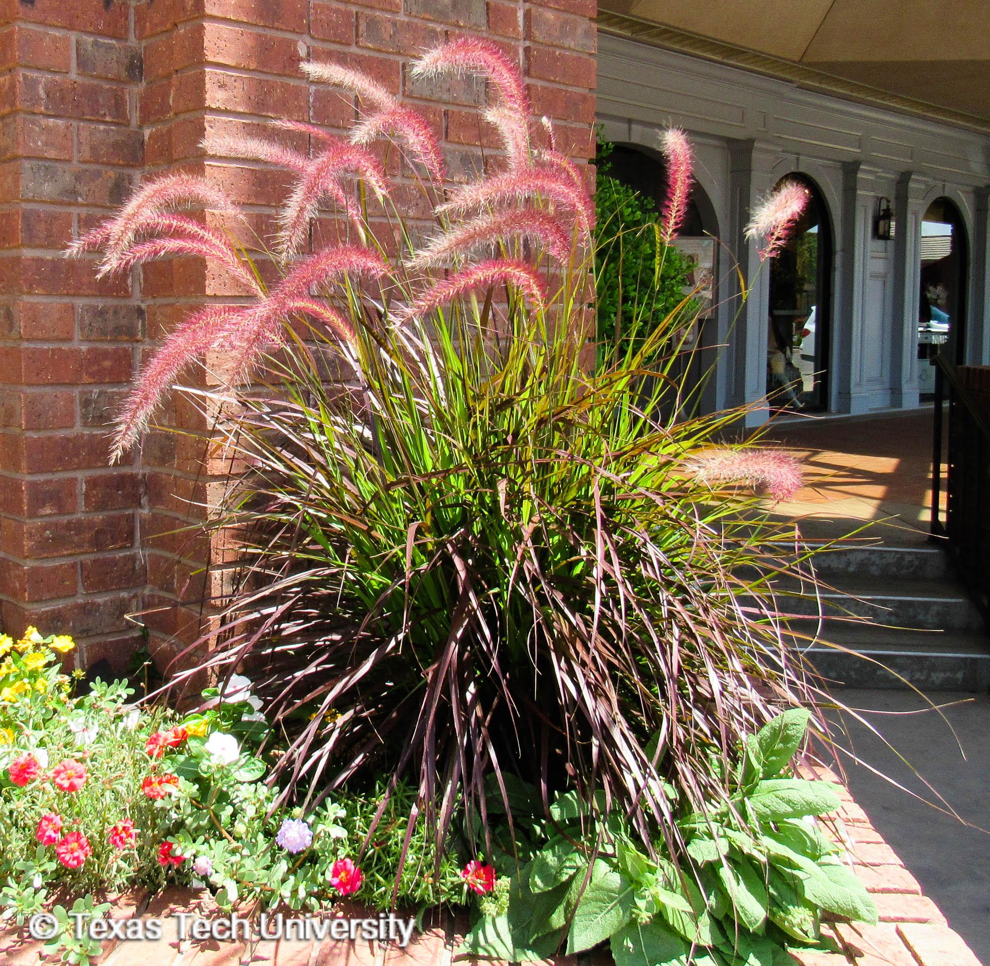Purple Fountain Grass | Herbaceous Plant Finder | Comprehensive Landscape  Plant Directory | Plant Finders | Plant Resources Home | TTU