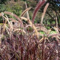 Pennisetum setaceum 'Rubrum' (Purple Fountain Grass)